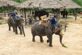 Elephant drovers mahout on work in elephants training camp in the national elephant conservation center. Royalty Free Stock Photo