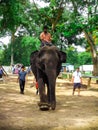 Elephant dubare Royalty Free Stock Photo