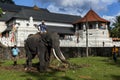 An elephant due to participate in the Esala Perahera relaxes infront of the Temple of the Sacred Tooth Relic in Kandy, Sri Lanka. Royalty Free Stock Photo