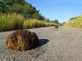 Elephant dung Royalty Free Stock Photo