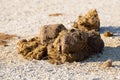 Elephant Dung Royalty Free Stock Photo