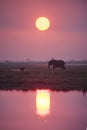 Elephant at dusk. Royalty Free Stock Photo