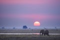 Elephant at dusk. Royalty Free Stock Photo