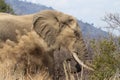 Elephant dust bath Royalty Free Stock Photo