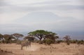 A Elephant dust bathing and a zebra  grazing in Ambosli national park with Mount Kilimanjaro at the backdrop, Kenya Royalty Free Stock Photo