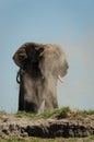 Elephant dustbath Royalty Free Stock Photo