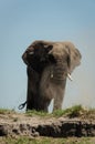Elephant dustbath Royalty Free Stock Photo