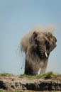 Elephant dustbath Royalty Free Stock Photo