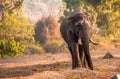 Elephant on Dusty Flood Plain of the Bandipur National park Royalty Free Stock Photo