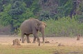 Elephant on Dusty Flood Plain