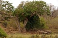 Elephant dwarfed by fig trees