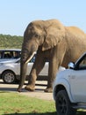 An elephant dwarfs vehicles at Addo Elephant National Park