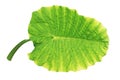 Elephant ear, Cocoyam, Dasheen, Eddoes or Japanese taro leaf isolated on white background with clipping path