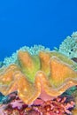 Elephant Ear Coral, Green Toadstool Coral, Lembeh, North Sulawesi, Indonesia