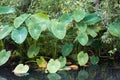 Elephant ear is denser tree By swamp forest