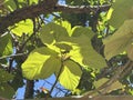 Elephant ear fig tree (lat.- Ficus auriculata Royalty Free Stock Photo