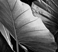 Elephant Ear leaves Taro Colocasia Esculenta black & white / detail Royalty Free Stock Photo