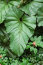 Elephant Ear Plant Royalty Free Stock Photo
