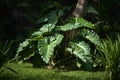 Elephant Ear Plant featured in dense garden.