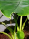 Elephant ear plant with morning dew Royalty Free Stock Photo