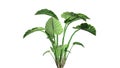 Elephant ear plant Royalty Free Stock Photo