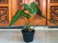 Elephant ear plants Alocasia in Latin are planted in black pots outdoors. Also known as Kuping Gajah in Bahasa