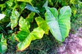 Elephant Ear Plants