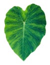 Elephant Ear Taro Leaf