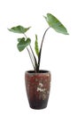 Elephant Ear taro plants in pot isolated on white background.