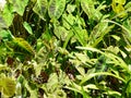 Elephant Ear Taro Tropical Foliage Plants