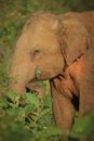 Elephant in early light, Sri Lanka Royalty Free Stock Photo