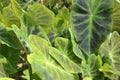 More Elephant Ears Closer View, Summer Foliage with depth Of Field Perspective Royalty Free Stock Photo