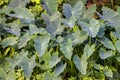 Elephant Ears, Green Taro Plant Background