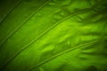 Elephant ears leaf close-up picture, Colocasia leaves