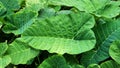 Elephant ears plant Colocasia esculenta in Garden Royalty Free Stock Photo