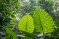 Elephant ears plant leaves in tropical forest or jungle -