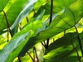 Elephant Ears Taro colocasia esculenta leaves background, selective focus