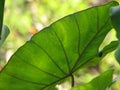 Elephant Ears Taro colocasia esculenta leaves background, selective focus Royalty Free Stock Photo