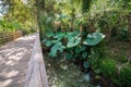 Elephant ears - wide angle