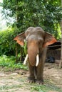 Elephant eat grass at the zoo