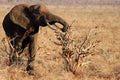 Elephant eating Royalty Free Stock Photo