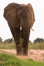 Elephant eating