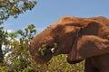 Elephant at eating Royalty Free Stock Photo