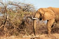 Elephant are eating from acacia tree Royalty Free Stock Photo