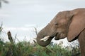 Elephant are eating from acacia tree Royalty Free Stock Photo