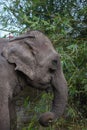 Elephant eating bamboo at Chitwan national park, Nepal Royalty Free Stock Photo