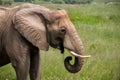 Elephant while eating, capturing the gentle giants feeding behavior