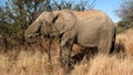 Elephant eating Royalty Free Stock Photo