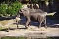 Elephant eating grass Royalty Free Stock Photo