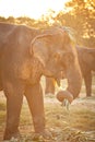 Elephant eating grass Royalty Free Stock Photo